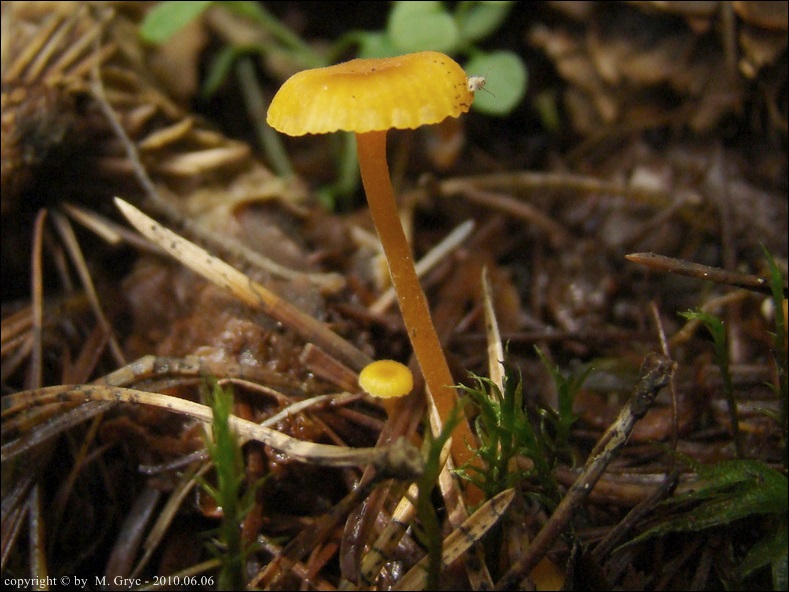 spinka pomarańczowa - zdjęcie główne
