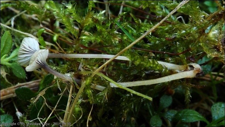 spinka fioletowotrzonowa - zdjęcie główne