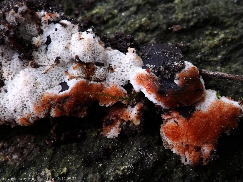 zmiennoporek krwawiący - zdjęcie główne