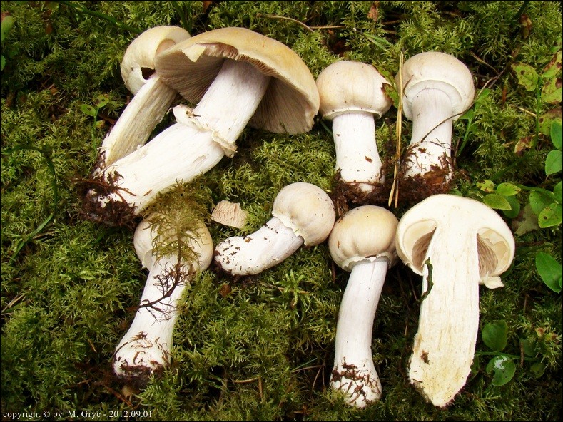 płachetka kołpakowata - zdjęcie główne