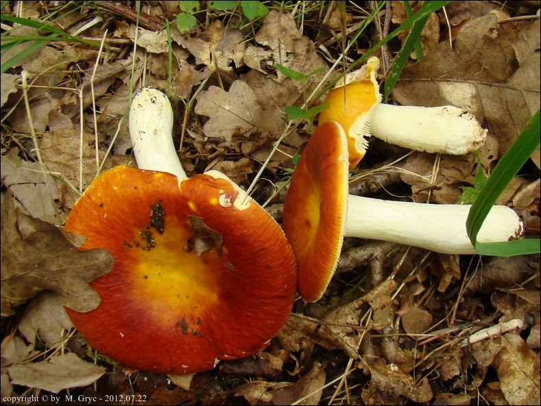 gołąbek złotawy - zdjęcie główne