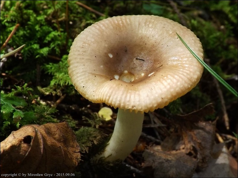 gołąbek prążkowany - zdjęcie główne