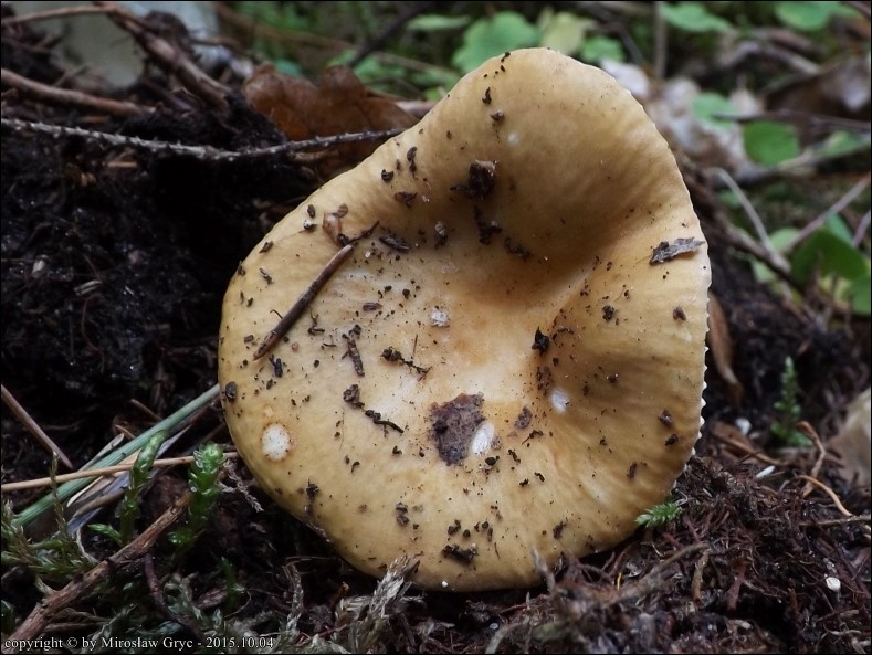 gołąbek brudnożółty - zdjęcie główne