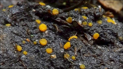 Ramsbottomia macracantha