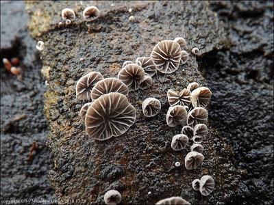 Resupinatus applicatus