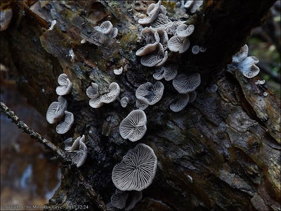 Resupinatus trichotis