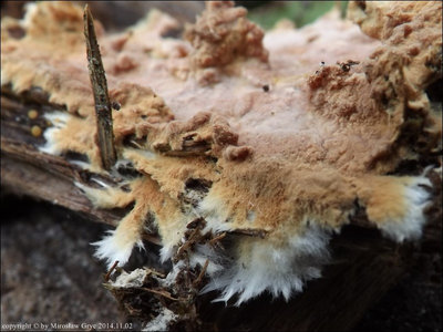 Rhizochaete radicata