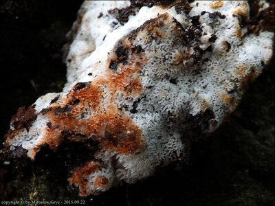 Rigidoporus sanguinolentus