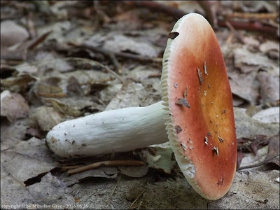 Russula sp. (2016.06.26)