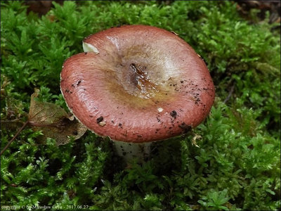 Russula sp. (2017.06.27)