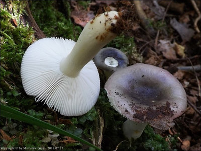 Russula sp. (2017.07.27)