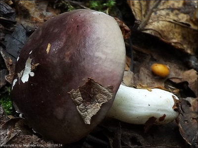 Russula sp. (2017.08.24)