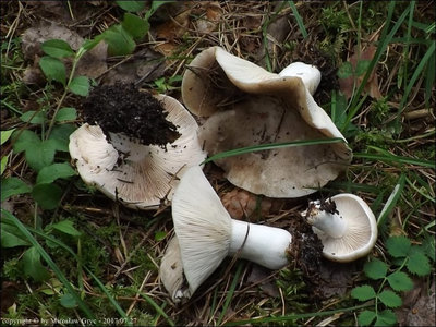 Russula acrifolia