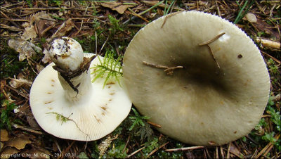 Russula aeruginea