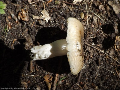 Russula amoenolens