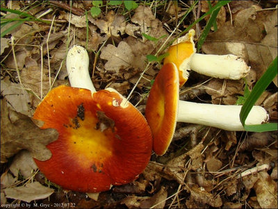Russula aurea
