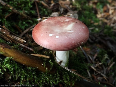 Russula betularum
