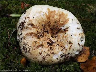 Russula chloroides var. trachyspora
