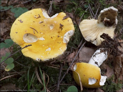 Russula claroflava