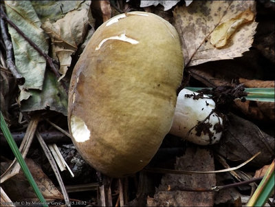 Russula clavipes