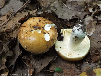 Russula cremeoavellanea