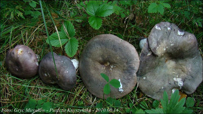 Russula cyanoxantha