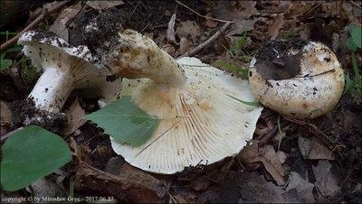 Russula delica