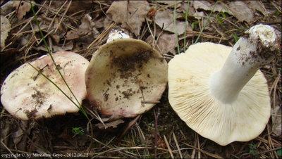 Russula exalbicans