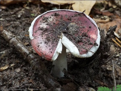 Russula fragilis