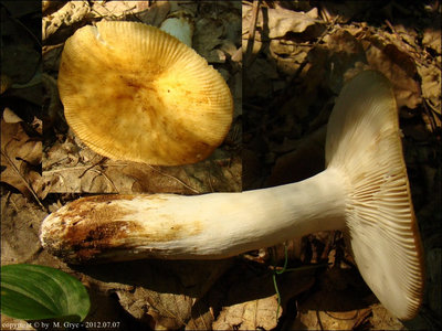 Russula grata