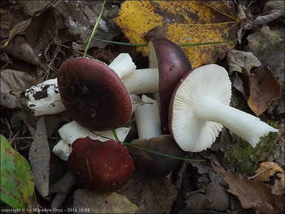Russula laccata