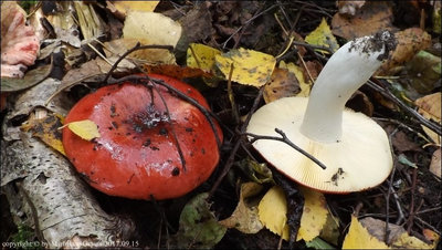 Russula lundellii