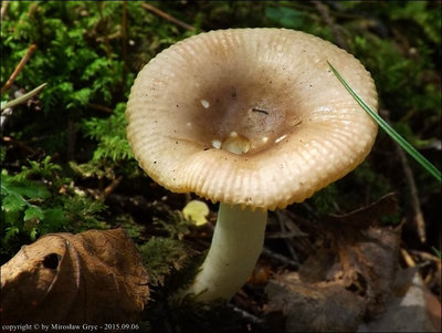 Russula nauseosa