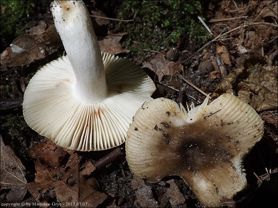 Russula pectinatoides