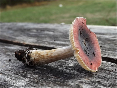 Russula pumila