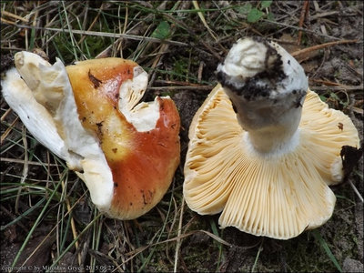 Russula risigallina