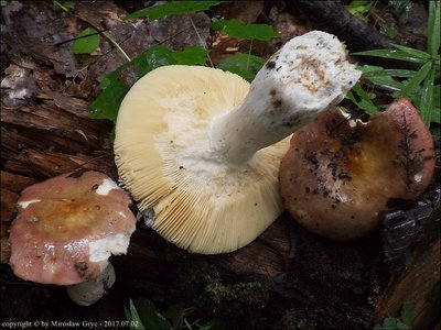 Russula romellii