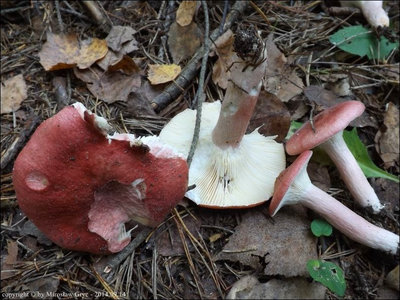 Russula sanguinea
