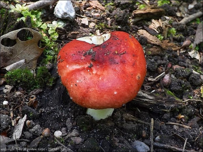 Russula silvestris