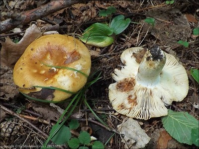 Russula subfoetens