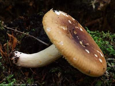 Russula subrubens