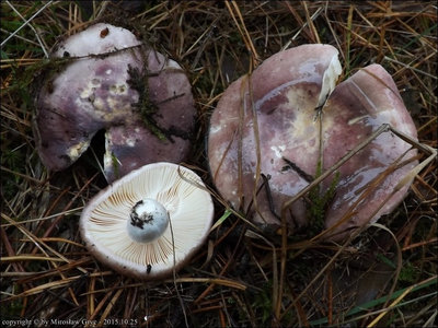 Russula turci