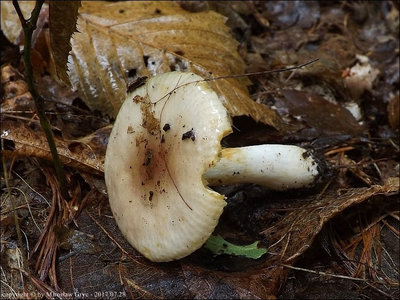 Russula versatilis