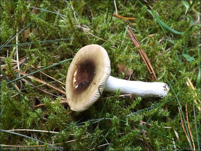 Russula versicolor