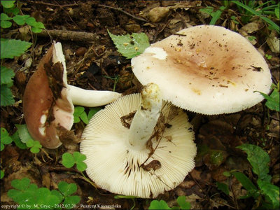 Russula vesca