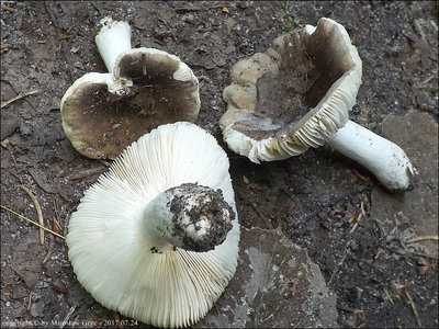 Russula violacea