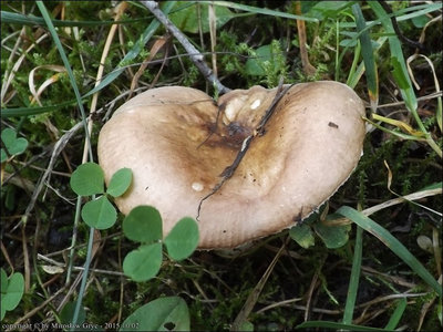 Russula cf. violaceoincarnata