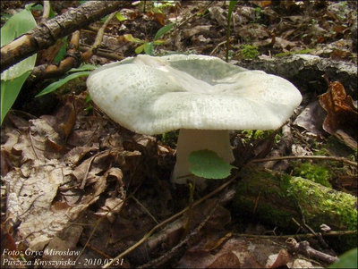 Russula virescens