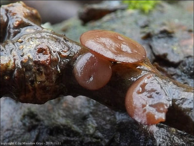 Rutstroemia sp. 2019.11.11