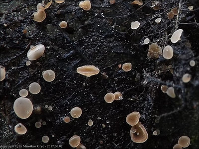 Rutstroemia conformata